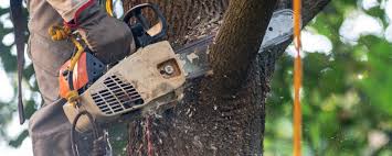 Best Tree Risk Assessment  in Port Hueneme, CA