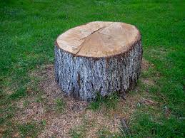 Best Tree Cabling and Bracing  in Port Hueneme, CA