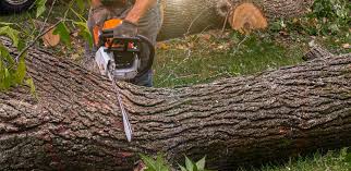 Best Root Management and Removal  in Port Hueneme, CA