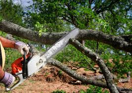  Port Hueneme, CA Tree Care Pros