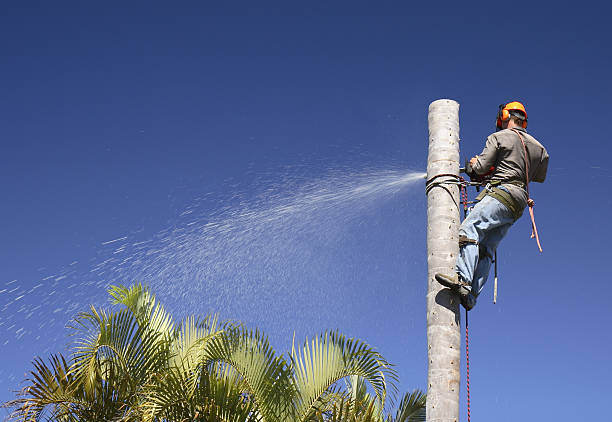 Best Fruit Tree Pruning  in Port Hueneme, CA