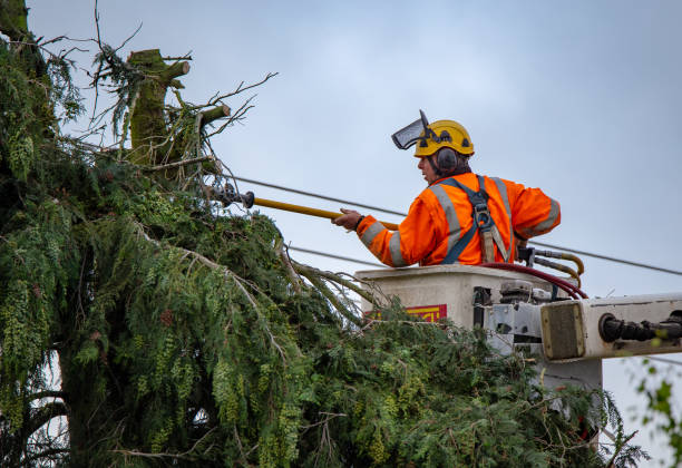 How Our Tree Care Process Works  in  Port Hueneme, CA
