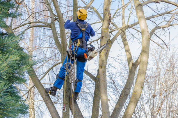 Port Hueneme, CA Tree Care Company