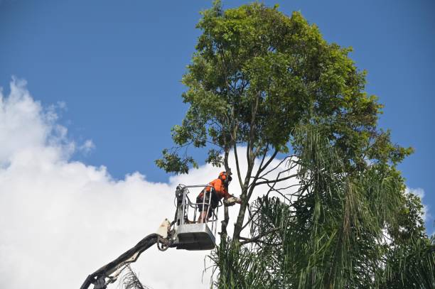 Best Tree Removal  in Port Hueneme, CA