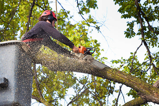 Best Lawn Pest Prevention  in Port Hueneme, CA