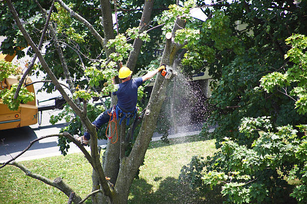 Best Tree Preservation Services  in Port Hueneme, CA