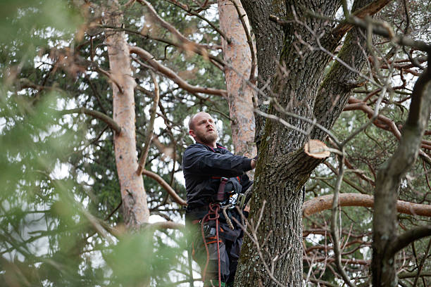 Best Tree Mulching  in Port Hueneme, CA