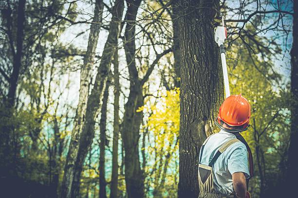 Best Storm Damage Tree Cleanup  in Port Hueneme, CA