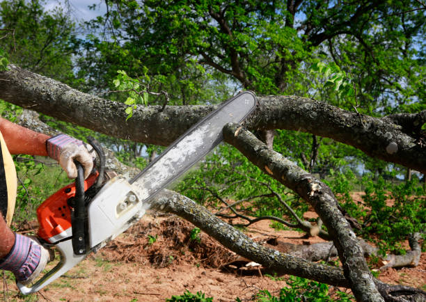 Best Commercial Tree Services  in Port Hueneme, CA